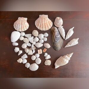 Assorted Seashell Collection